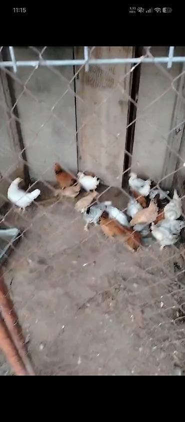 göy yumurta: Toyuq, Yumurtalıq — 2