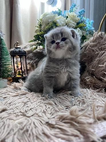 Шотладская вислоухая