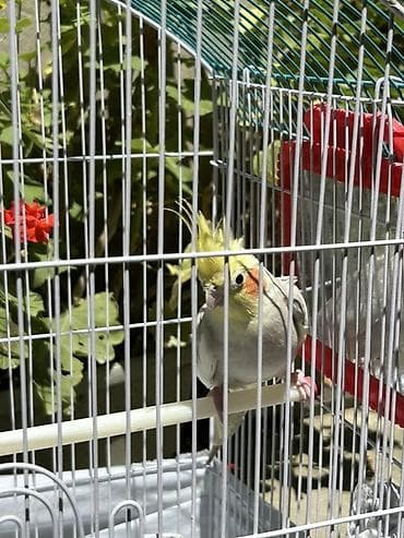 qara toyuq sortu: Nimfa (Cockatiel)-Dişi korella quşu 1 yaşı var yeni almışıq bizdəki — 2