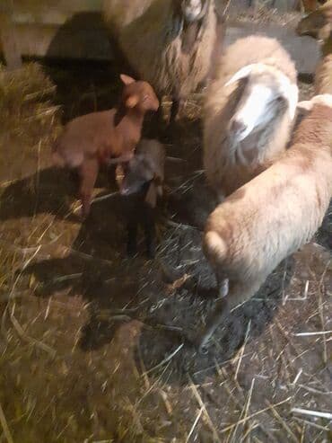 xacmazda satilan inekler: Biri birci qarndı bir 2ci bir 4 qardı quzun bir erkeydi 2si dişdi cidi — 3