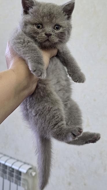 bala haski: Britan — 6