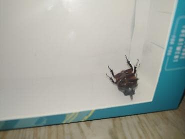 it ucuz: Məhsul: Buynuzlu qaraqabıq böcəyi (Coleoptera, “kərgədan böcəyi” tipi) — 1