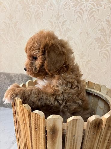 it qiz sekilleri: Pudel, 1 ay, Dişi — 5