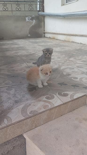 sotland pişik: Şotland — 2