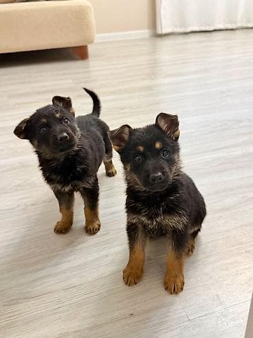 Alman çoban iti, Peyvəndli lalafo.az -da Alman çoban iti, Peyvəndli