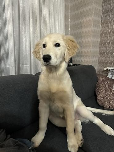 golden retriever haqqinda: Retriever — 1