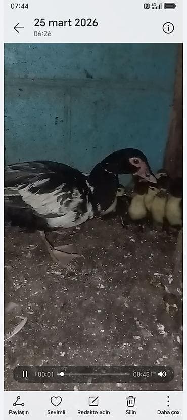 2 ayliq cuceler: Lavanda 1 ana 10 bala balalar 12 gunnuy du bugün tam saglamdilar — 3