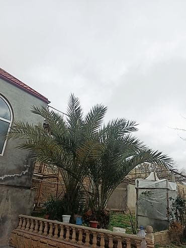 Digər bitkilər: Xurma (xurma xurması) palmaları – dekorativ landşaft ağacı QİYMETİ — 2