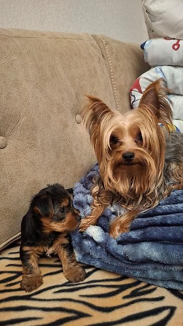 Heyvanlar üçün mallar: Məhsul: Yorkşir ter yer balası Qiymət: 400 AZN (şəkildə göstərilib) — 4