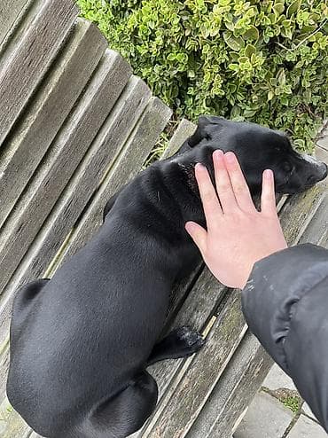 ovcharka balasi satilir: Kurtxar, 5 ay, Dişi, Peyvəndli, Ünvandan götürmə — 8