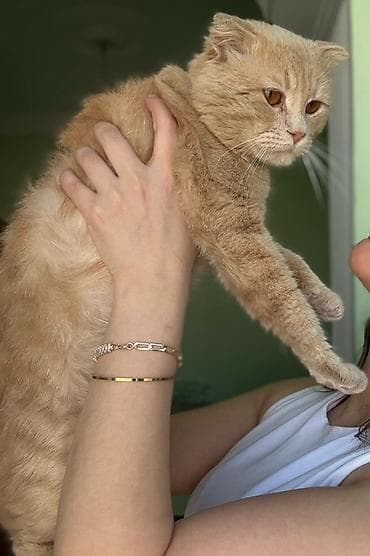 pişik şampunu: Şotland, Erkək, Yaxşı əllərə — 2