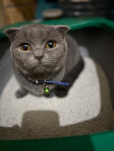 Şotland, Dişi, Yaxşı əllərə, Ödənişli çatdırılma