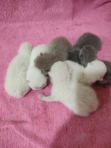 pişiy balası: Britan — 2