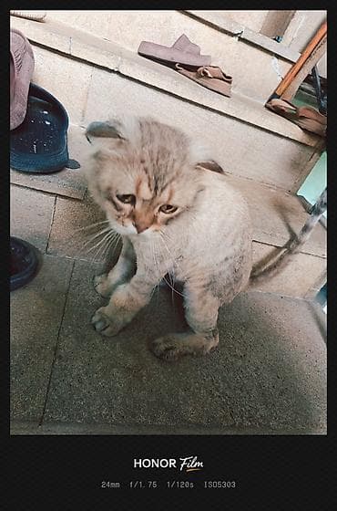 Кошки: Британская, Самец, В добрые руки, Бесплатная доставка — 7
