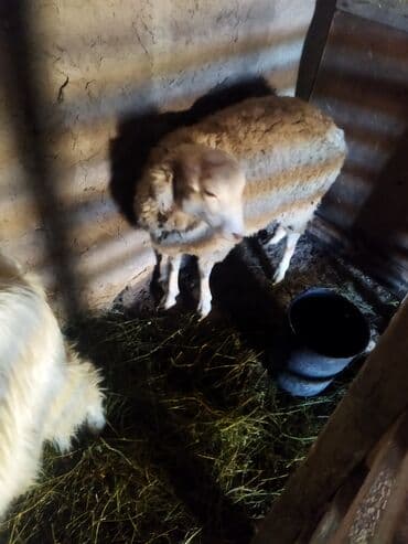 ag at sekilleri: Sağlam Erkey quzudu razlasma yoluile — 1