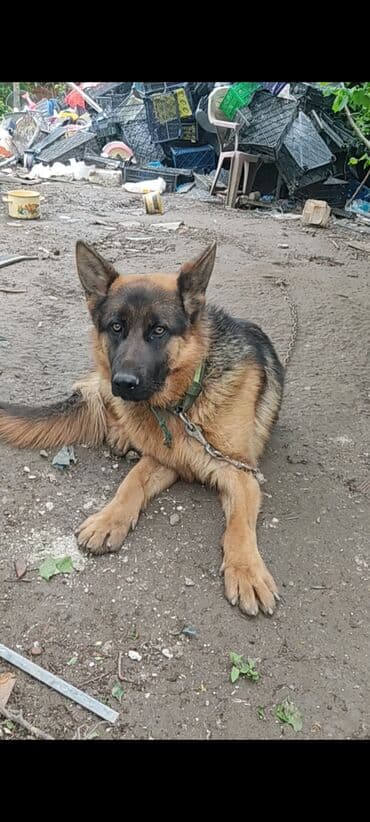 heyvanlara verilen adlar: Alman çoban iti, 2 il, Erkek, Sənədli — 5