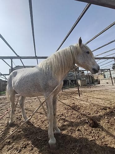 at yeherleri: Erkək at satılır.21:00 dan sonra narahat etməyin — 1