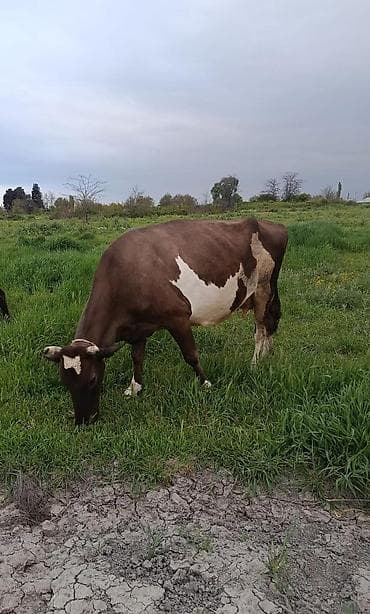 inek sekilleri: Südlük inək - Rəng: qəhvəyi-ağ (qarında iri ağ ləkə, alında ağ — 4