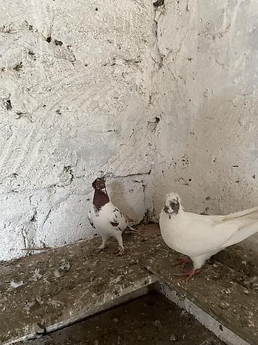 qu qusu: Manaxlar hazır cütdür bala veren heyvanlardı — 2