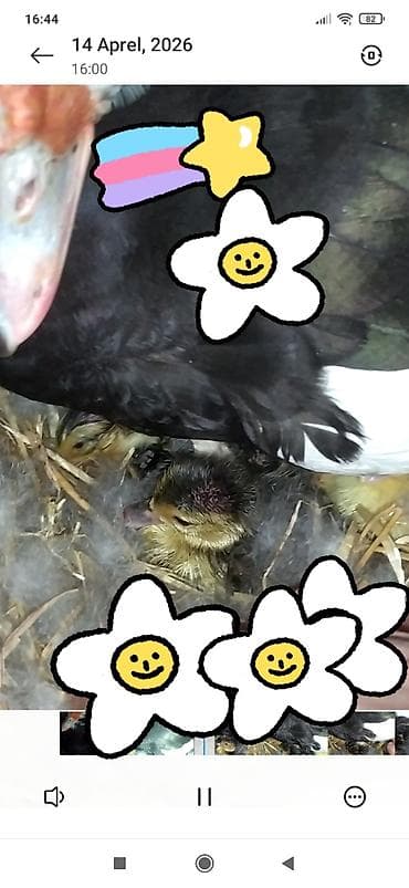 pinqvin ördək: Muscovy ördək balaları (indo duckling) – təbii ana altından çıxmış — 1