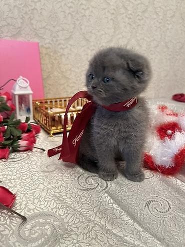 yorga at satilir: Şotland — 2