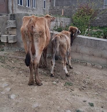 Inəklər, öküzlər: Dişi, il: 1, 100 kq, Südlük, Ünvandan götürmə, Ödənişli çatdırılma — 3