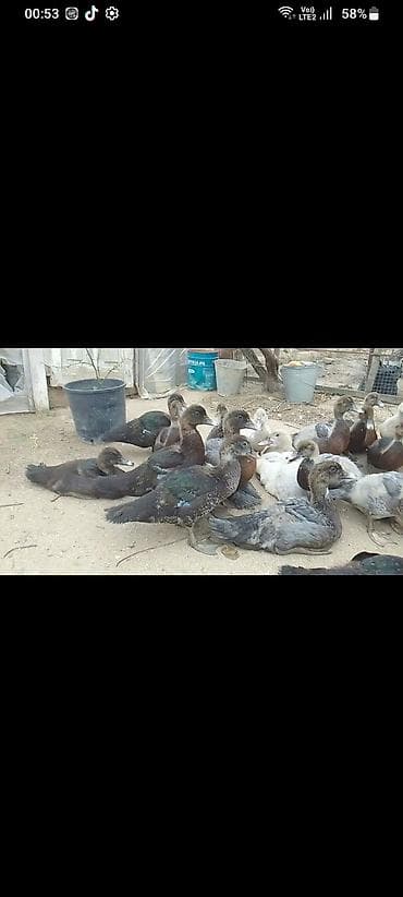 lal ordek nece gune bala cixardir: Muscovy (indo) ördək balaları – müxtəlif rənglərdə. - Cins — 2