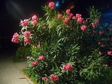 Fotokameralar: Sony Handycam videokamera TEZE KİMİDİR HEF BİR PROBLEMİ YOXDUR!! REAL — 7