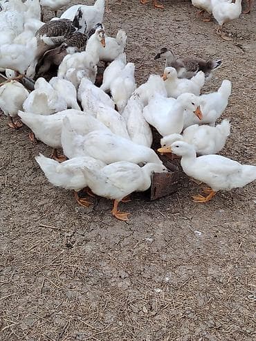 dovsan sekli: Məhsul: Ağ ördəklər pekin qiymetle baqli narahat etmeyin erkey disi — 7