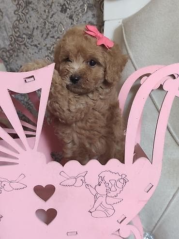 pidbul balasi: Pudel, 2 ay, Ödənişli çatdırılma — 3