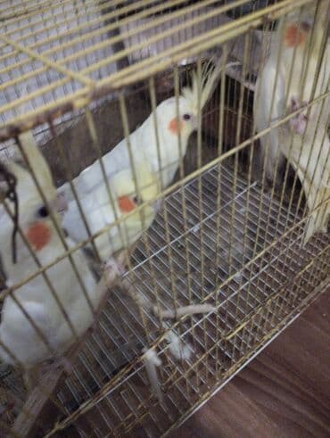 quş şəkilləri: Məhsul: Kakadu nimfa papağanları (Cockatiel) Təsvir: - Şəkillərdə — 3