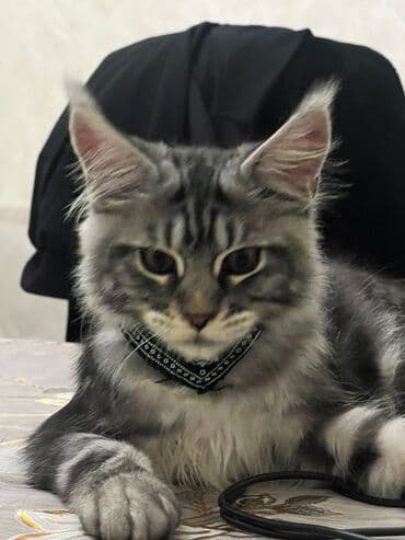 pisik balası: Meyn-kun, Erkək, Pulsuz çatdırılma — 2