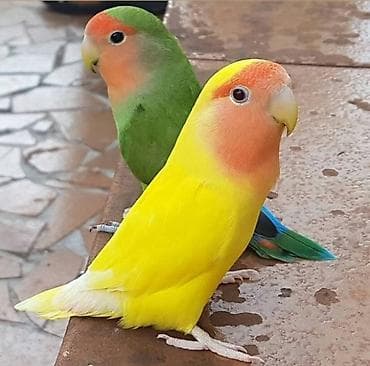 Məhsul: Sevgi quşları (Agapornis) – rəngarəng cüt Təsvir: - Parlaq