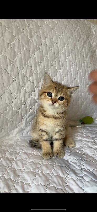 Qızıl şinşilla, Erkək
