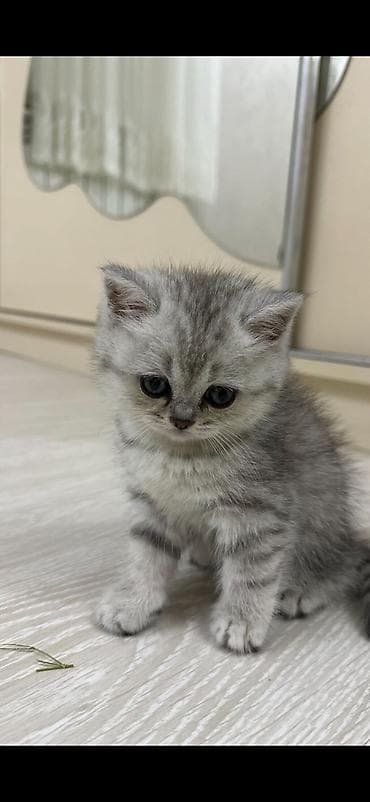 pişik tasma: Şotland — 7