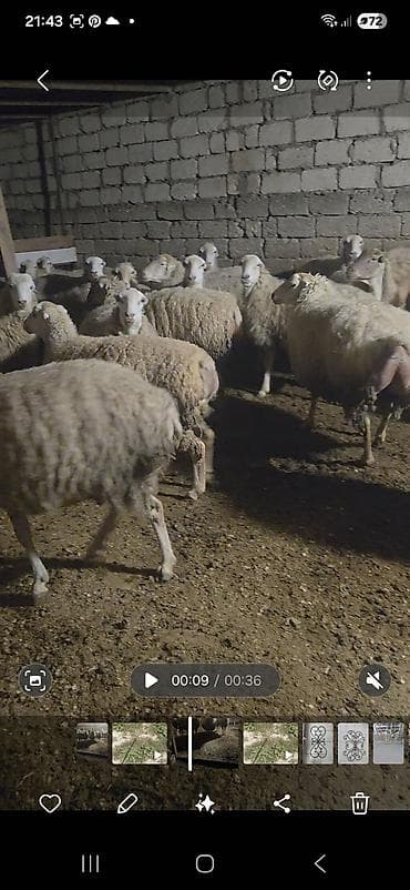 beyleqan sortu qoyun: Balalı, bogaz qoyunlar. 25 qoyun 6 toxlu, 11 quzu — 4