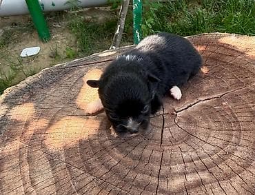 qız it adları: Şpitz, 1 ay, Dişi — 5