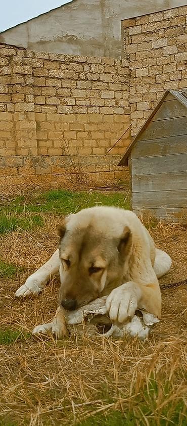 kangal iti satisi: Kanqal, 2 il — 7