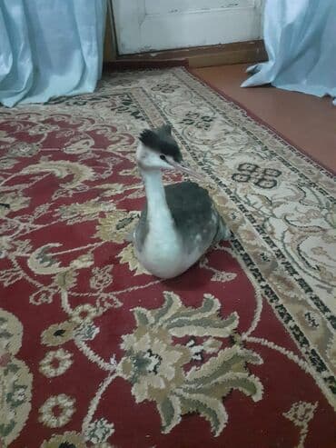 itlər: Su quşu – Grebe (sualtı ovçu) - Növ: grebe tipli su quşu (uzun boyun — 1