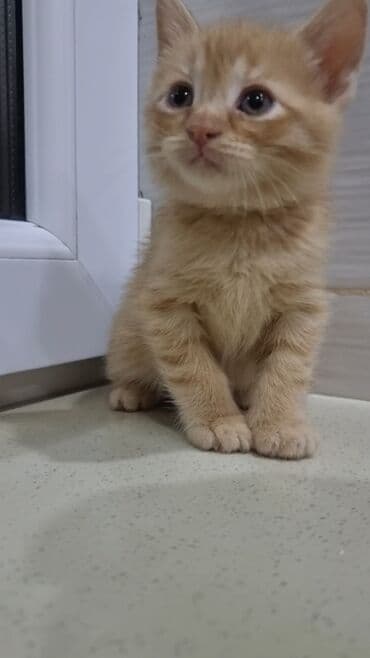 inək balası: Şotland, Erkək, Ünvandan götürmə, Ödənişli çatdırılma — 9