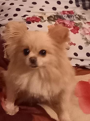 pikines it: Şpitz — 3