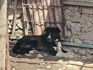 it ücün ev: Qara-ağ rəngli it – həyətyanı sahə və təsərrüfat üçün gözətçi - — 3