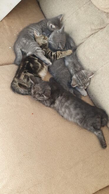 pişik satışı ucuz: Tabbi, Erkək — 1