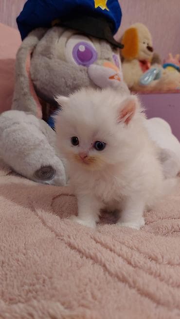 şotlant pişiy: Şotland, Dişi, Ünvandan götürmə — 5