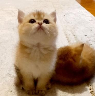 anqora pişik: Britan, Erkək, Yaxşı əllərə, Ünvandan götürmə — 1