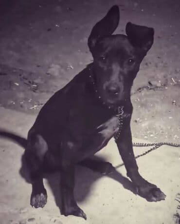 setter it cinsinin digər adı: Bu, qara rəngdə, orta ölçülü bir itdir. İtin qulaqları yuxarıya doğru — 2