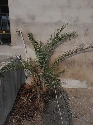 palm: Xurma (xurma xurması) dekorativ palma kolları - Bitki növü: Xurma — 1