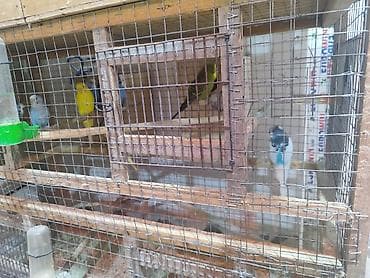 Hazır bala verən papuqaylar cüt satılır. cütü 25manat. Sarı rəng olan — 2