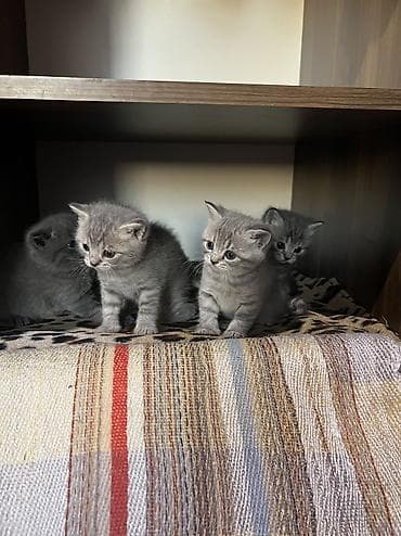 Britan, Erkək, Dişi, Yaxşı əllərə, Ünvandan götürmə