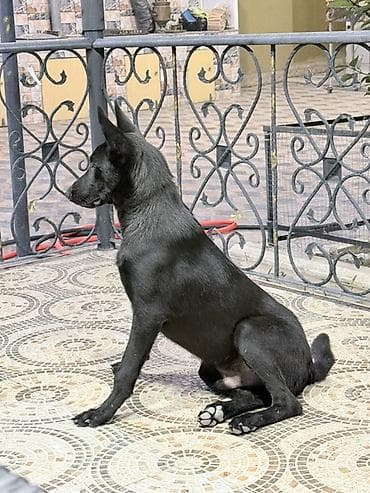 cins keciler: 5 ay, Erkək, Peyvəndli — 1